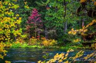 Maples along the river-7727